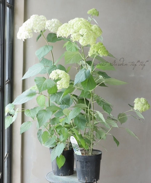 アナベル・紫陽花 『ライムのアナベル』 優良性質！改良品種 【樹高1.2