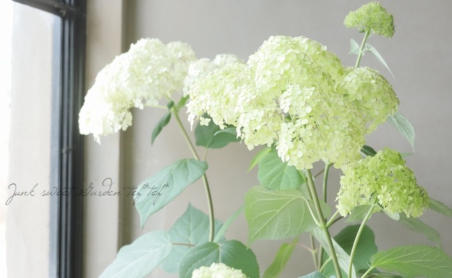 アナベル バブルヘッド 新品 アナベル・紫陽花 『ライムのアナベル』 優良性質！改良品種 【樹高1.2