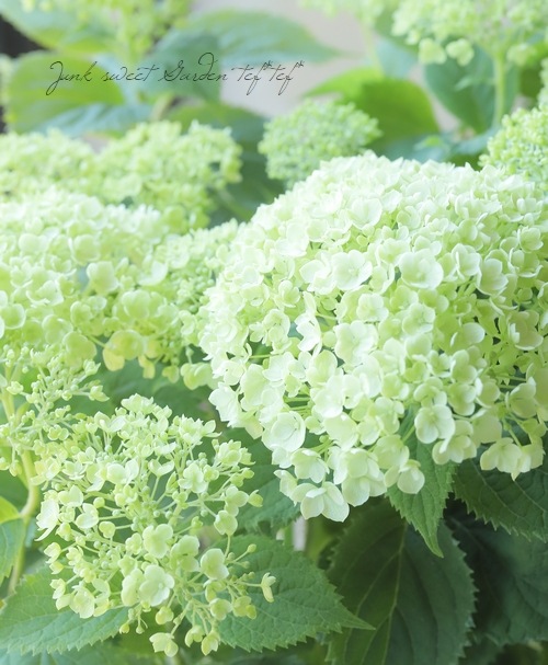 ゆにゃさま専用ページ　【　アナベル　】Sサイズ アナベル・紫陽花 『ライムのアナベル』 優良性質！改良品種 【樹高1.2