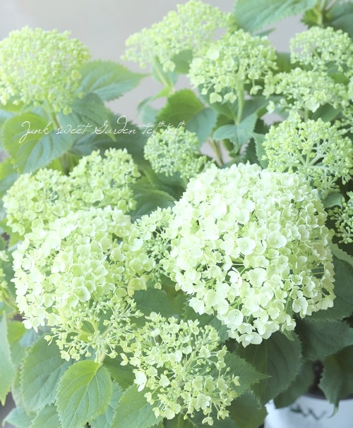 アナベル・紫陽花 『ライムのアナベル』 優良性質！改良品種 【樹高1.2