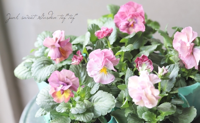 ○半八重咲きパンジー 『ふわどれす』 【ピンク】 | すべての商品