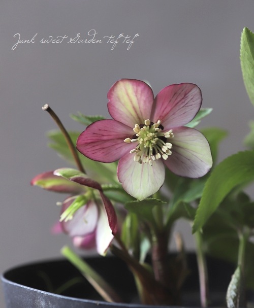 クリスマスローズ 『プチドール』 No.2 【横山園芸】 | すべての商品