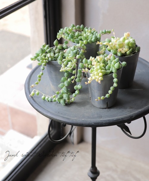 多肉植物】 セネシオ 『エンジェルティアーズ』 大弦月城錦