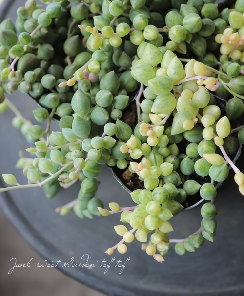 ��¿����ʪ�� ���ͥ��� �إ��󥸥���ƥ��������١��縹����