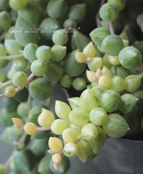 ��¿����ʪ�� ���ͥ��� �إ��󥸥���ƥ��������١��縹����