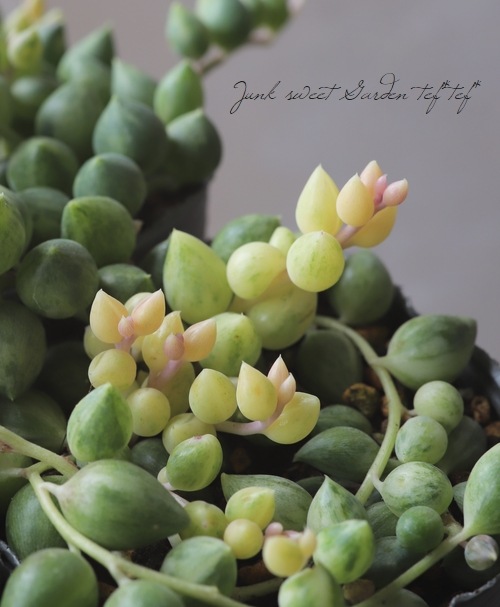 ��¿����ʪ�� ���ͥ��� �إ��󥸥���ƥ��������١��縹����