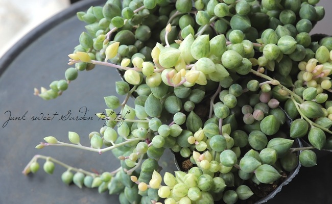 多肉植物】 セネシオ 『エンジェルティアーズ』 大弦月城錦 | すべての