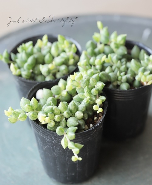 ��¿����ʪ�� ���ͥ��� �إ��󥸥���ƥ��������١��縹����