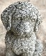 �ڻ��ߡ� �ѹ�SPARTA STATUES ��Cockapoo�� �����ǥ󥪡��ʥ���