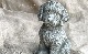 �ڻ��ߡ� �ѹ�SPARTA STATUES ��Cockapoo�� �����ǥ󥪡��ʥ���