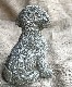 �ڻ��ߡ� �ѹ�SPARTA STATUES ��Cockapoo�� �����ǥ󥪡��ʥ���