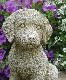 �ڻ��ߡ� �ѹ�SPARTA STATUES ��Cockapoo�� �����ǥ󥪡��ʥ���