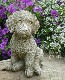 �ڻ��ߡ� �ѹ�SPARTA STATUES ��Cockapoo�� �����ǥ󥪡��ʥ���