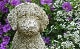 �ڻ��ߡ� �ѹ�SPARTA STATUES ��Cockapoo�� �����ǥ󥪡��ʥ���