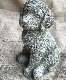 �ڻ��ߡ� �ѹ�SPARTA STATUES ��Cockapoo�� �����ǥ󥪡��ʥ���