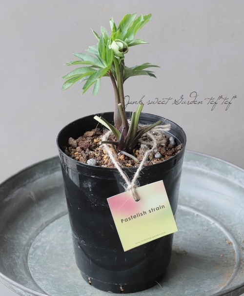 大和園】 クリスマスローズ 『グリーンパステリッシュ』 【No.12