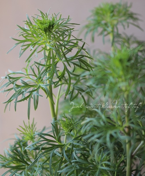 �����鿧�Υǥ�ե��˥��ࡡ�ؤ�����Ҥ��