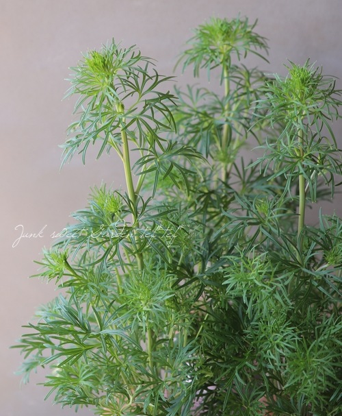 さくら色のデルフィニウム さくらひめ すべての商品 Junk Sweet Garden Tef Tef