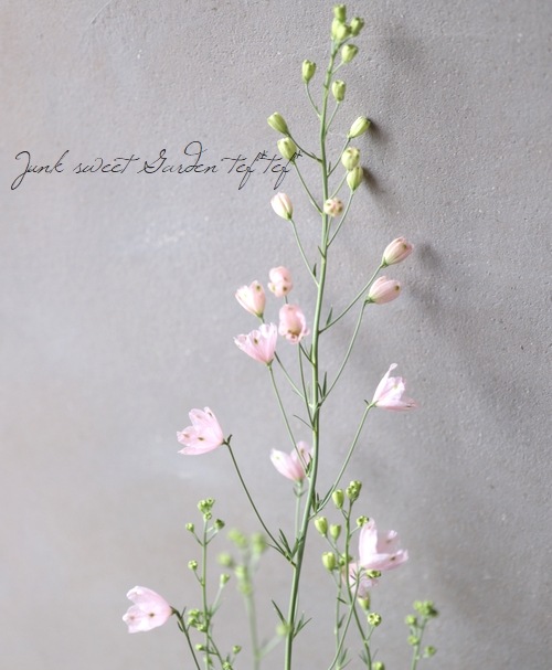 さくら色のデルフィニウム さくらひめ すべての商品 Junk Sweet Garden Tef Tef