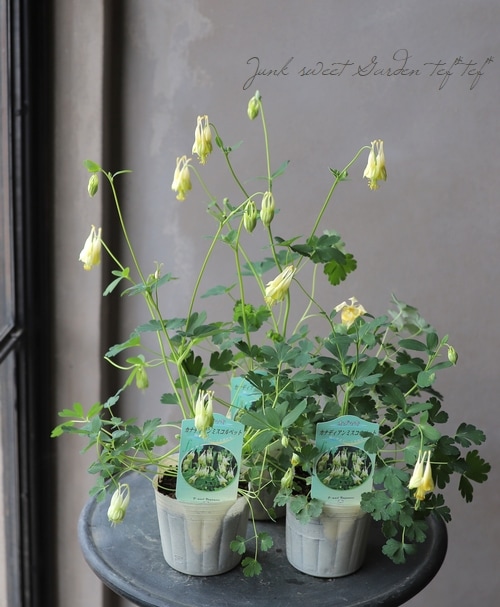 西洋オダマキ 『カナディアン・ミスコルベット』 | すべての商品