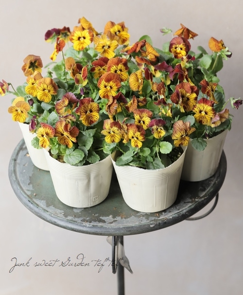 ◇ビオラ 『タイガーアイ・レッド』 | すべての商品 | | Junk