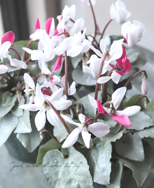 2_000000020442.jpg?1702377950