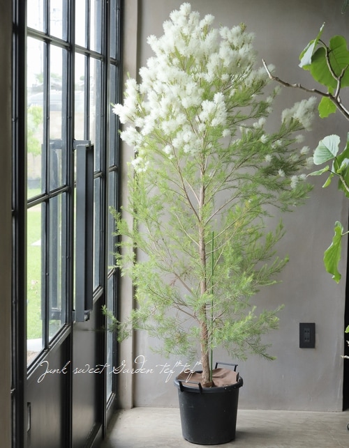 メラレウカ・アンタンフォリア 『メディカルティーツリー』 | すべての