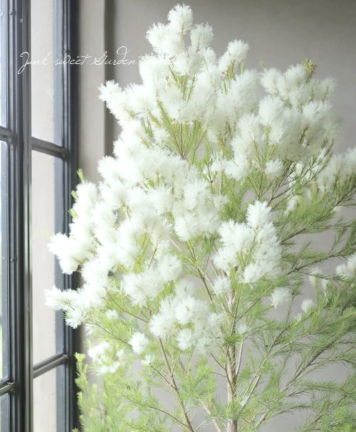 ティーツリー切り枝 メディカルティーツリー 花材 ハーバリウム スワッグ ティーツリー切り枝 メディカルティーツリー 花材 ハーバリウム