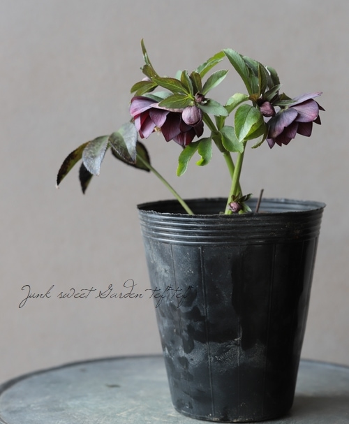 クリスマスローズ 『原種系（アトロルベンス・クロアチカス系）バイ