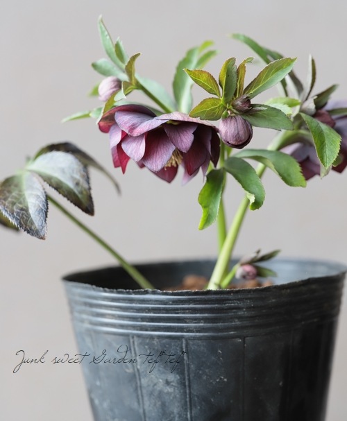 クリスマスローズ 『原種系（アトロルベンス・クロアチカス系）バイ