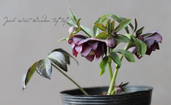 クリスマスローズ 『原種系（アトロルベンス・クロアチカス系）バイ