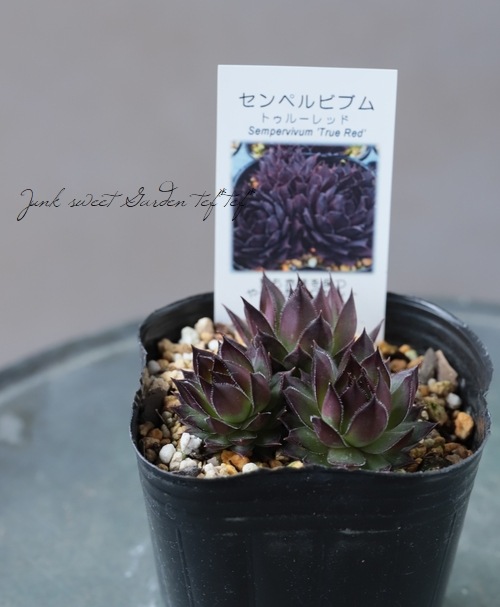 多肉植物】センペルビウム 『トゥルーレッド』 | Leaf Species,多肉