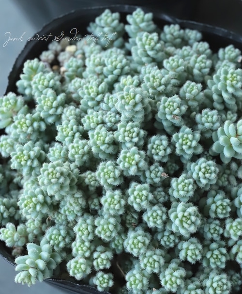 ��¿����ʪ�ۥ����ࡦ�����ե���� �ض����� -���ޥ���ѥ�-��