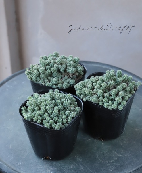 多肉植物】セダム・ダシフィルム 『玉蛋白 -タマタンパク-』 | すべて