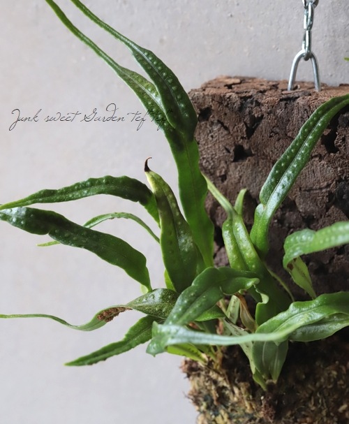 �ڴ��տ�ʪ�� ���ĳ��ȡ١���������