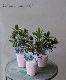 Ƽ�ե٥��˥� �إ��졼����