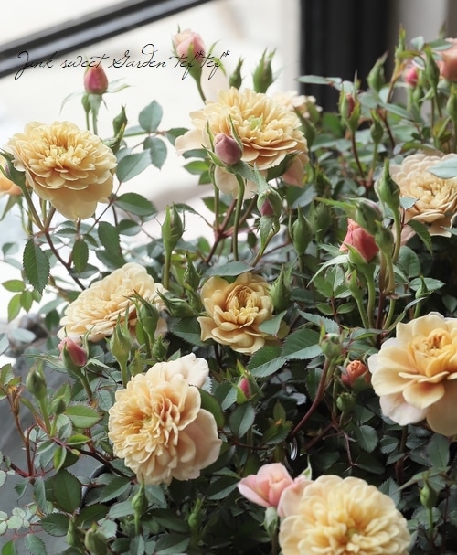 みなちんさま売約済み　バレッタ〈薔薇×monotone市松〉 みなちんさま売約済み バレッタ〈薔薇×monotone市松〉 みなちんさま