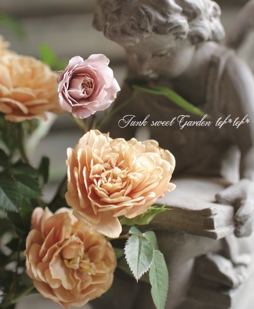 クラシカルなバラ 安田祐司さん育種『モカ』 | すべての商品 | | Junk