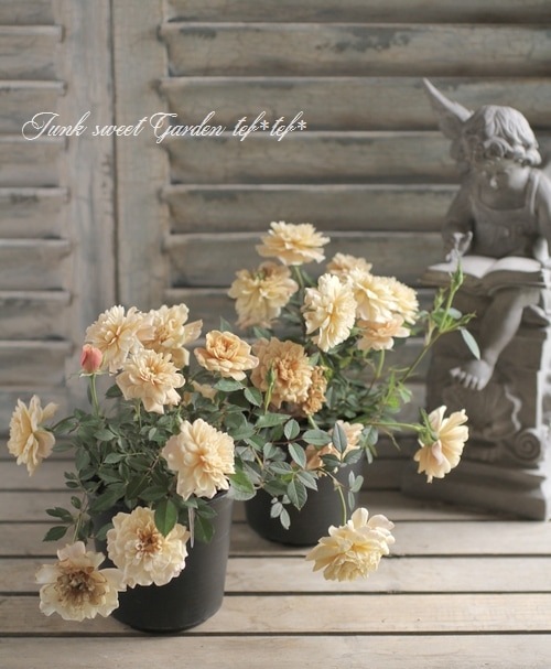 クラシカルなバラ 安田祐司さん育種『モカ』 | すべての商品 | | Junk