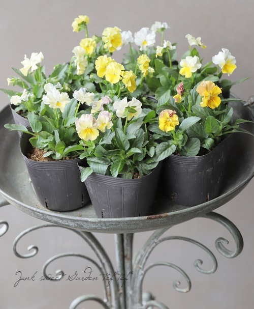 वΥӥ顡إѥƥե١ڥ꡼