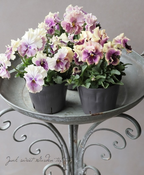 ○【高澤さんオリジナル】 フリンジパンジー 『ノスタルジックムーン