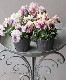 ���ڹ�߷���󥪥ꥸ�ʥ�� �ե�󥸥ѥ󥸡� �إΥ����른�å��ࡼ���
