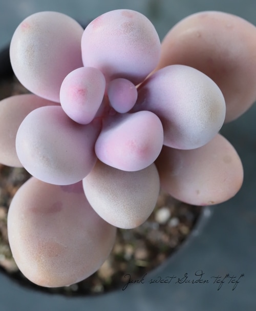 お纏め　ご確認用　アメチスチヌム錦 多肉植物】 『アメチスチナム』 グラプトペタルム属☆ | すべての商品