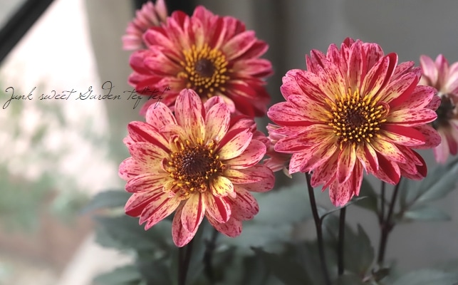 宿根・銅葉プチダリア 『フレディー』 | すべての商品 | | Junk sweet