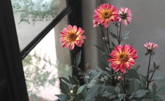 銅葉プチダリア　　フレディー②ポット苗 木村園芸　特定記録付き発送 銅葉プチダリア フレディー②ポット苗 木村園芸 特定記録付き