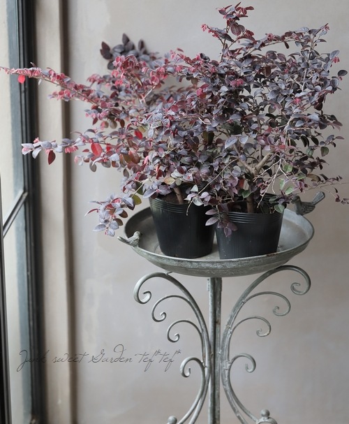 �ȥ���ޥ󥵥����إץ�ॴ�����㥹��