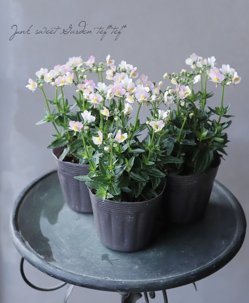 �ɺ��ͥ᥷�����������ȡ��إ���ѥ���