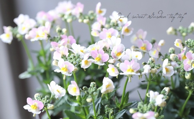 �ɺ��ͥ᥷�����������ȡ��إ���ѥ���