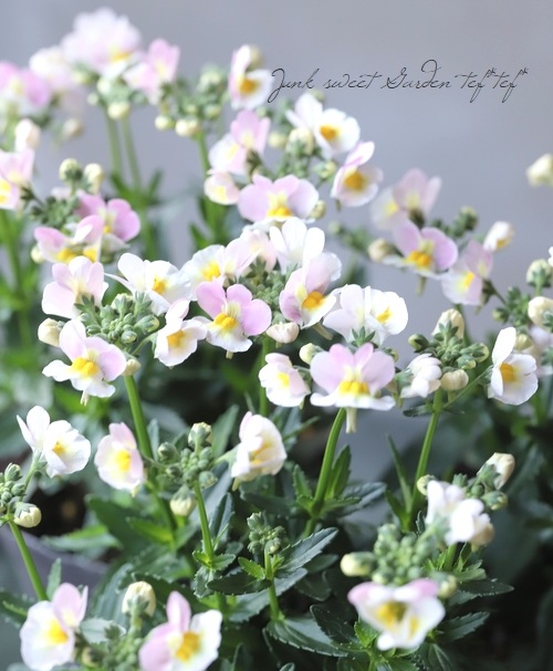 �ɺ��ͥ᥷�����������ȡ��إ���ѥ���