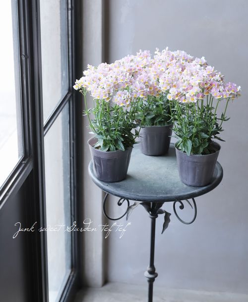 �ɺ��ͥ᥷�����������ȡ��إ���ѥ���